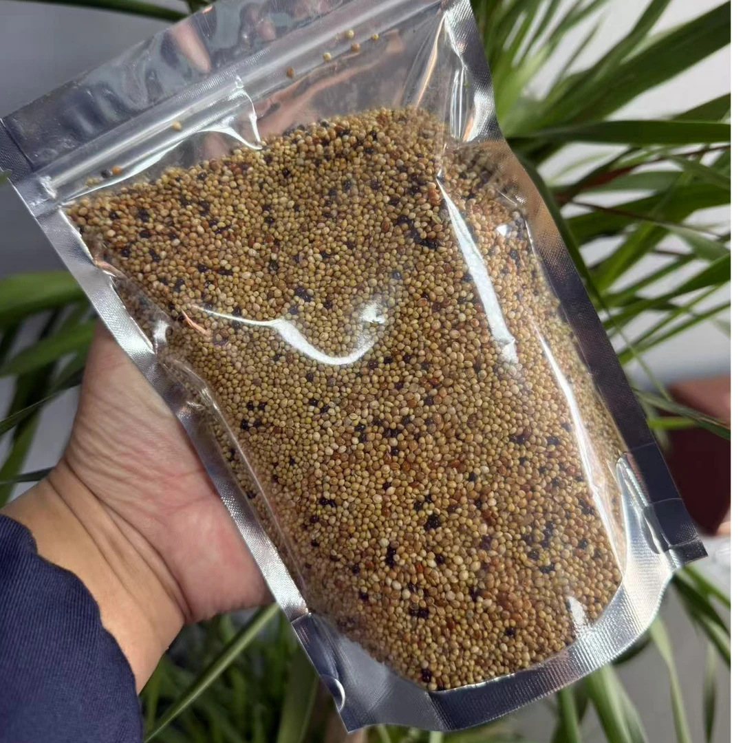 鹦鹉粮食营养丰富虎皮鹦鹉中小型专用谷子