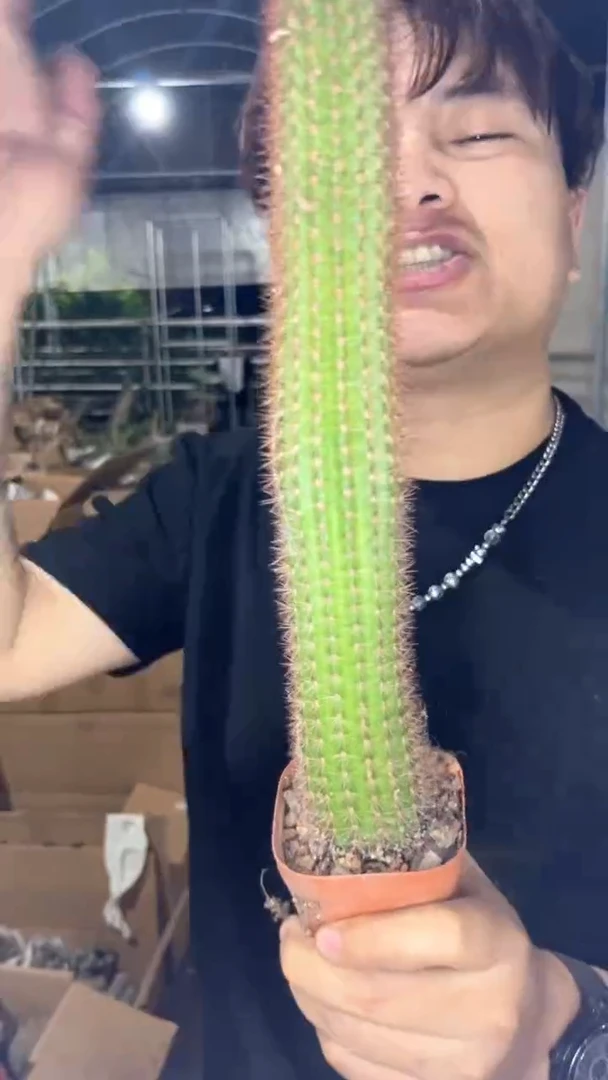 2颗 单头 大本 黄金妞【带根】