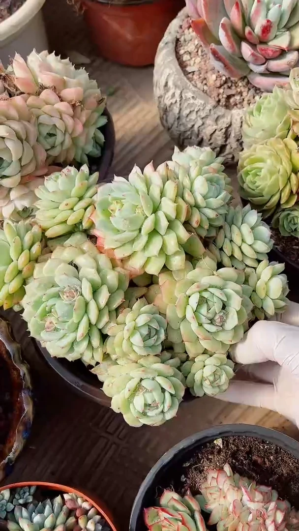 【闪购商品】17251