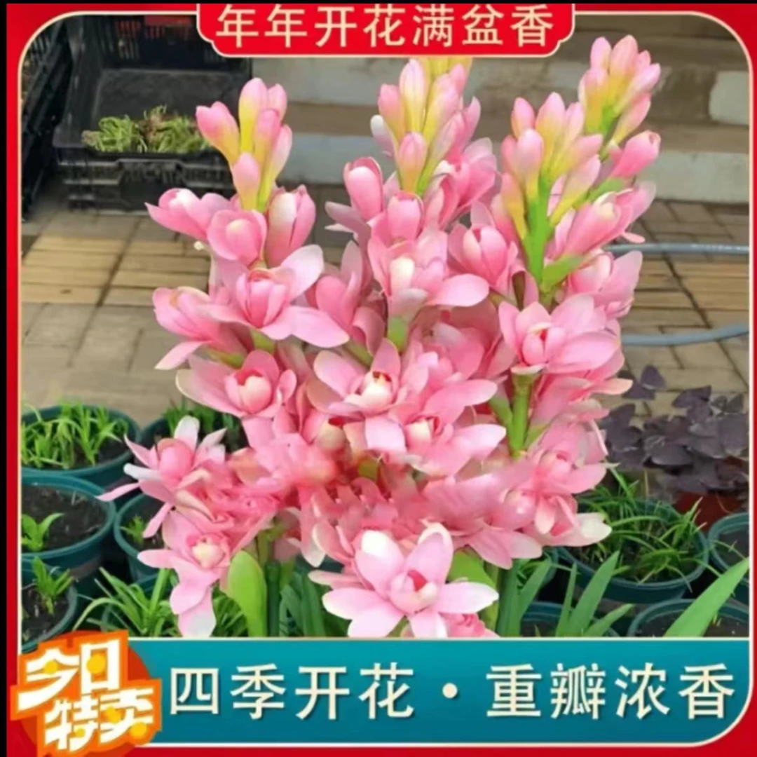 【晚香玉种球】晚香玉种球四季种植盆栽阳台