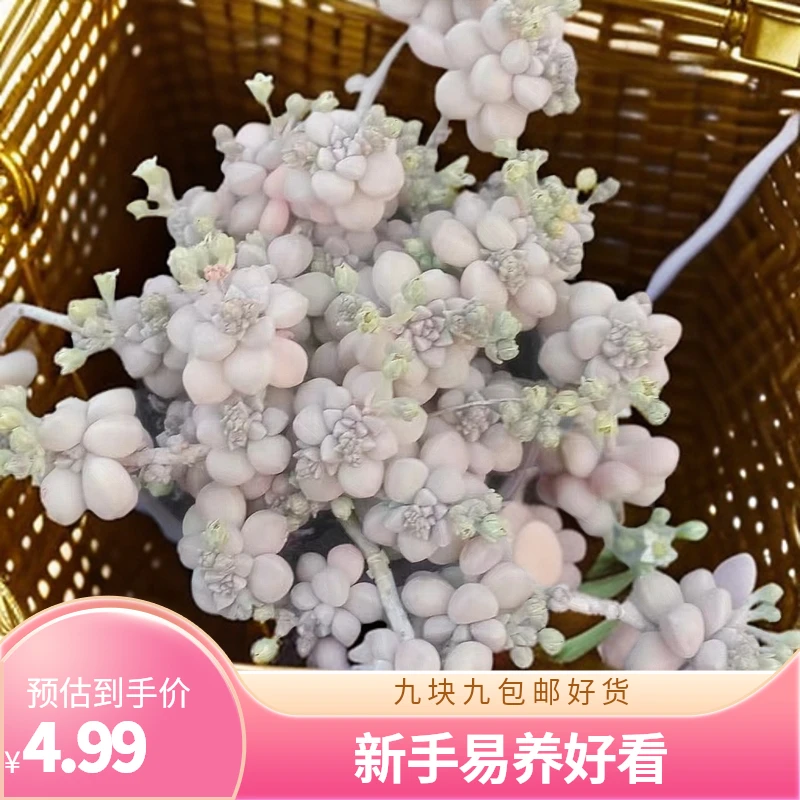 丸叶姬秋丽 （九块九包邮） 以直播间实物为标准