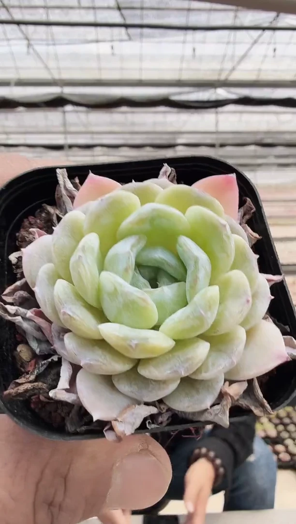 东云多肉园新款-169