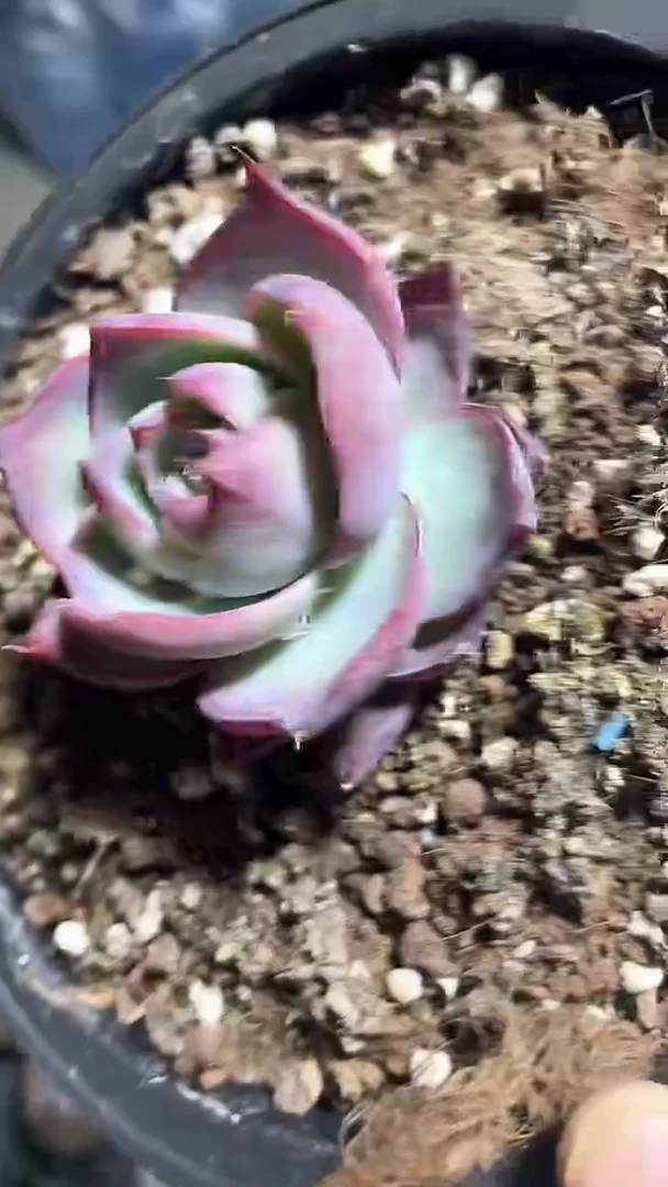 【闪购商品】150盆惊鸿仙子多肉一颗