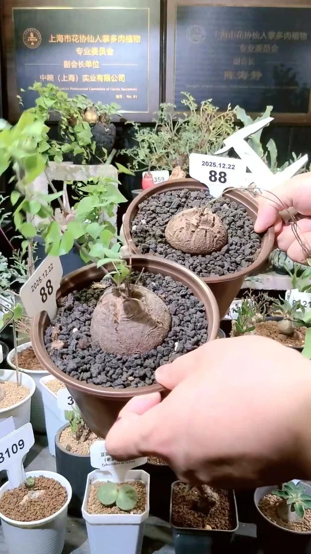 88号1222福利南非龟甲龙买一送一