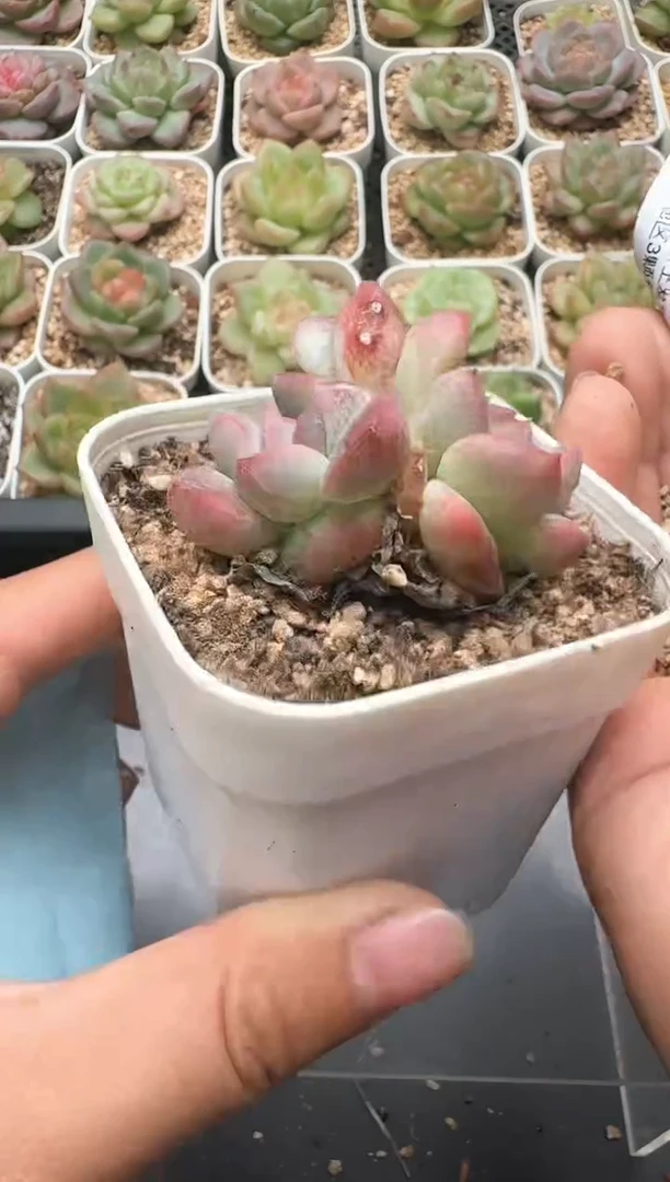 093D云禹多肉植物 带盆土纸巾打包 3颗包邮