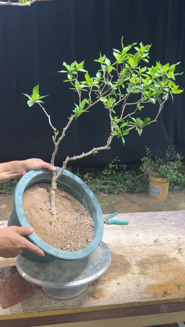 当前无花栽培后可以开花兰**总海岛栀子花