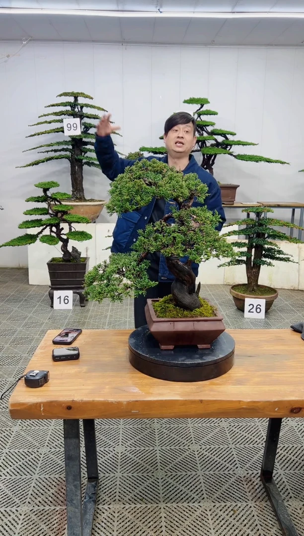 无花朵造型盆景一物一拍