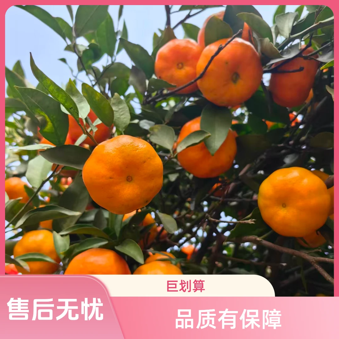 《遥遥专属》四川江安红橘（二红皮时期）中大果  陈皮原料 农家自种