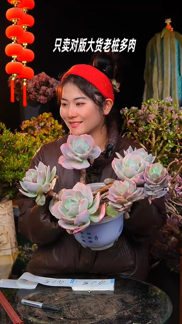 【闪购商品】大白凤