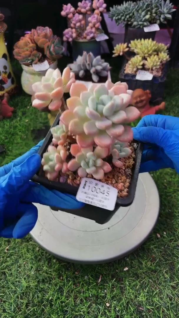 昆明印象多肉10045