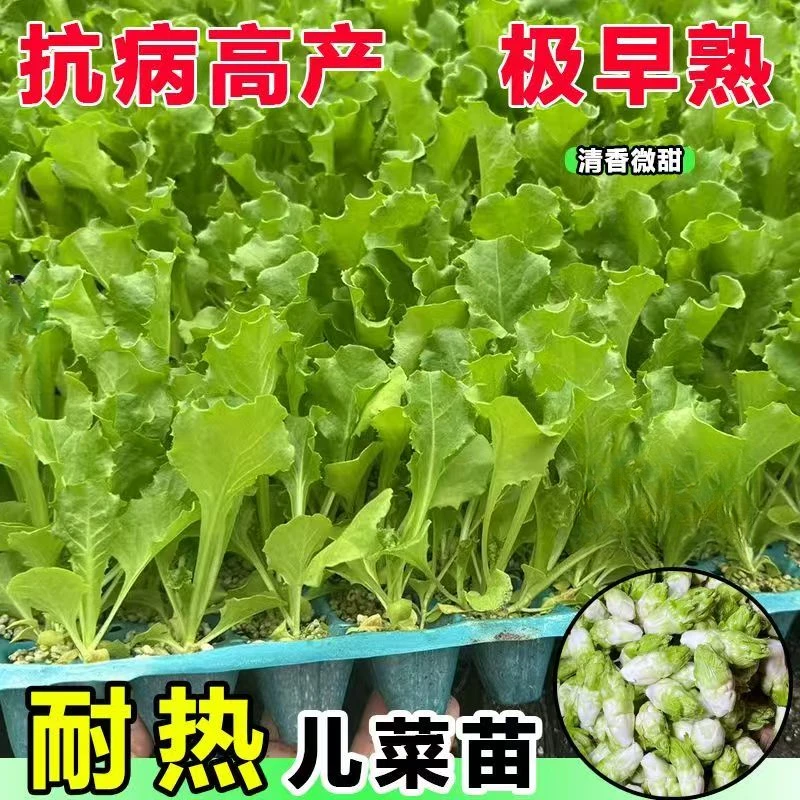 儿菜种苗娃娃菜抱子芥菜四季秋冬南北方露地阳台好养蔬菜