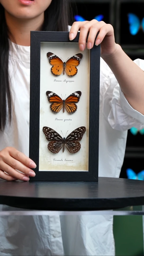 三斑蝶标本摆件竖框