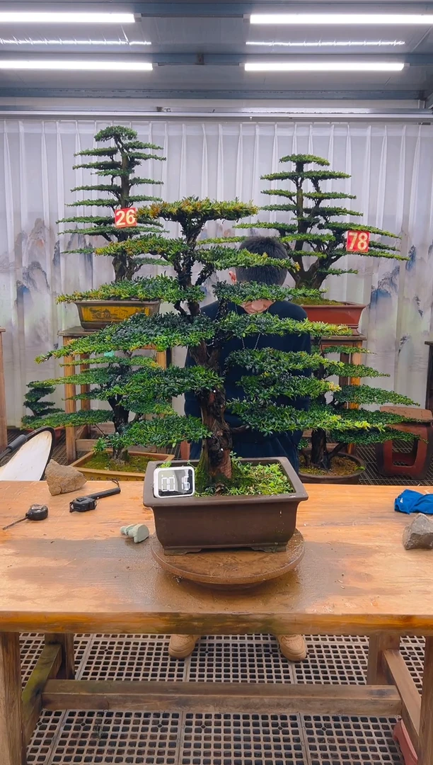 无花朵精品盆景直播间一物一拍