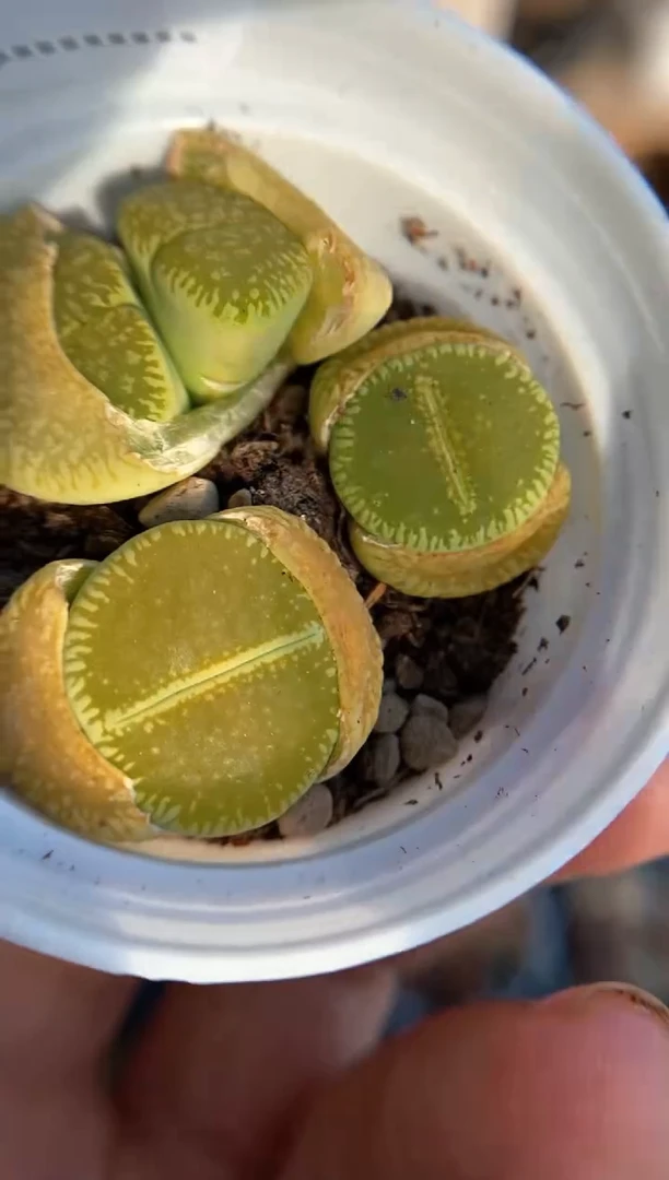 【闪购商品】直播间一物一拍7057