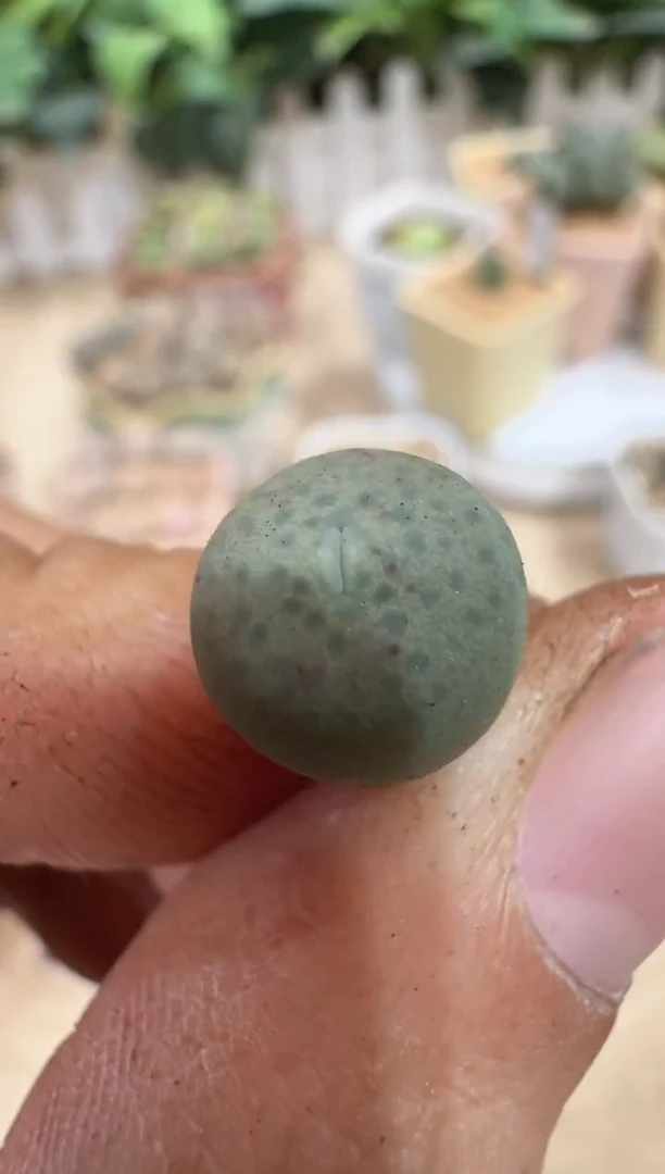 29-295多肉植物肉锥