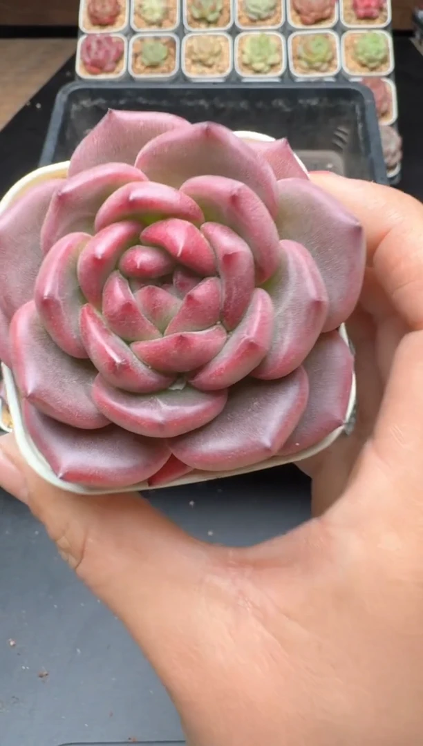 【闪购商品】771B物拍多肉带盆土6.5杯拍3颗包柚