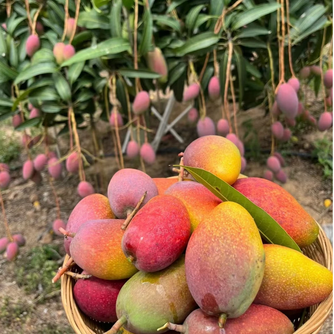 X【贵妃芒】正宗海南芒果带箱5斤香甜多汁新鲜应季现货（放熟吃）