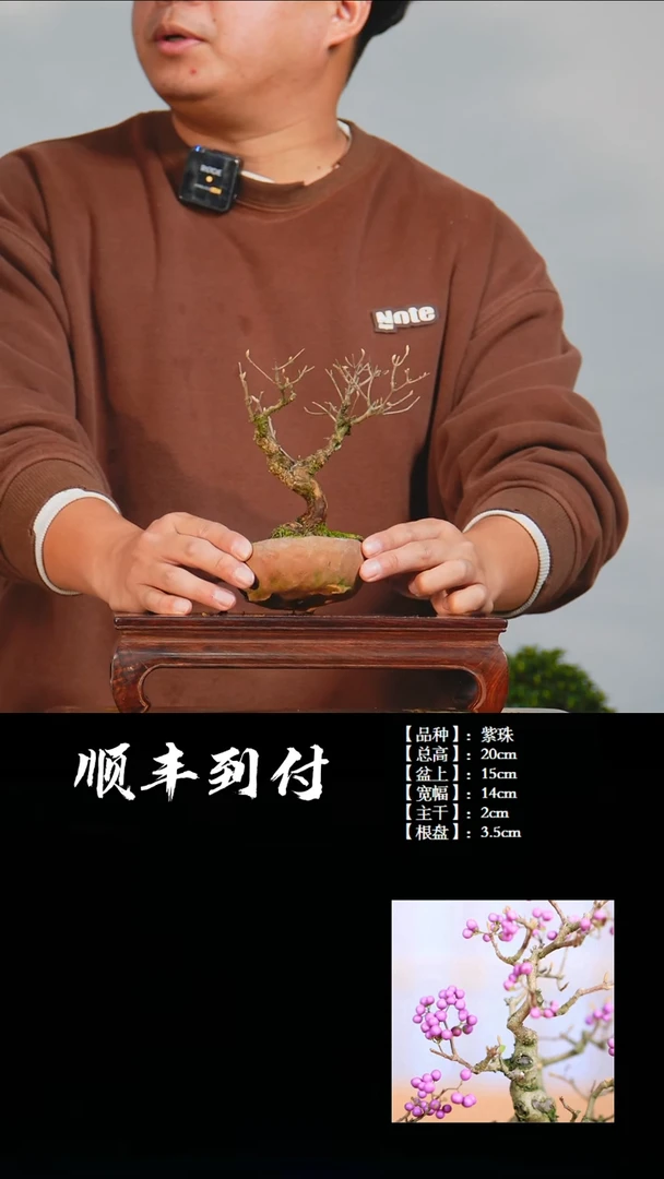 【闪购商品】·c569紫珠bubaoyou