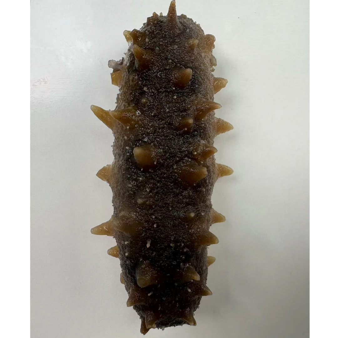 1000克鲜食海参14~16只 每个独立包装大连海参8~12cm每只