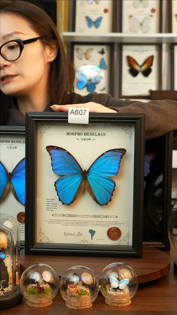 大蓝闪蝶-英文（10寸欧式黑框）A607