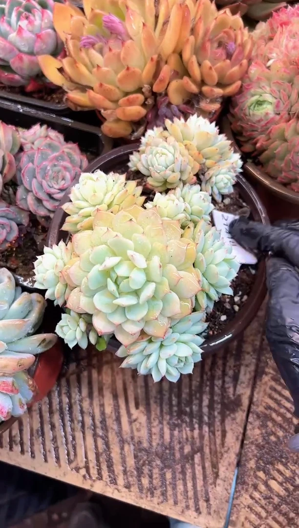 (****寻多肉植物一物一拍21418