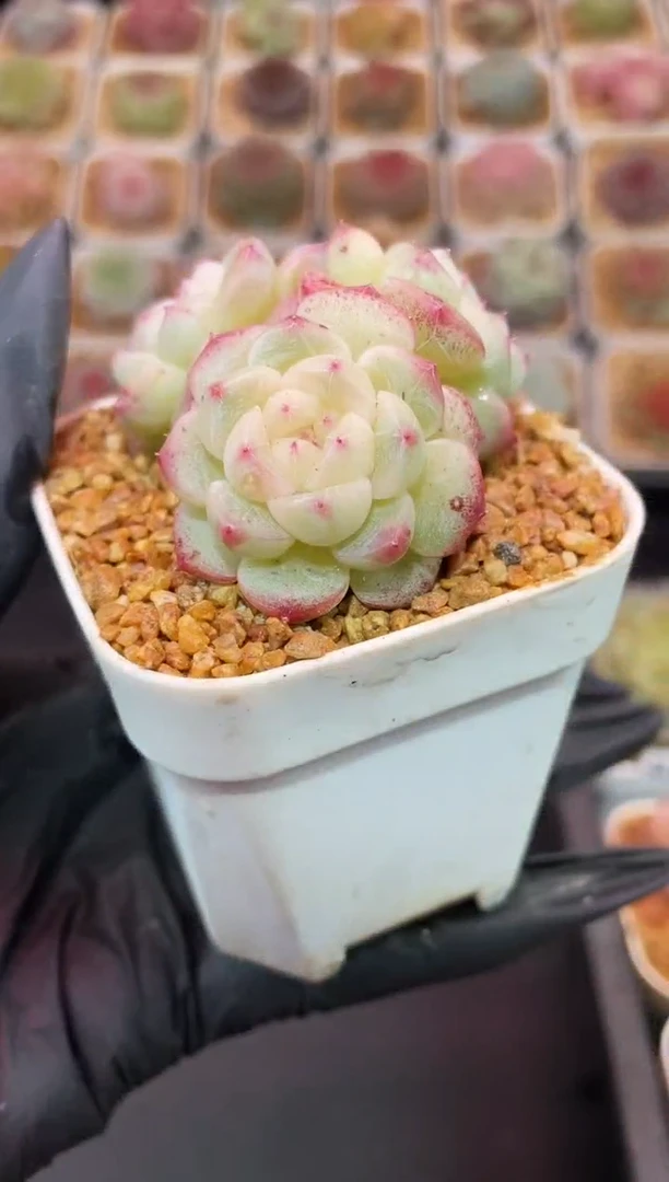 闪购063 云之羽多肉一颗