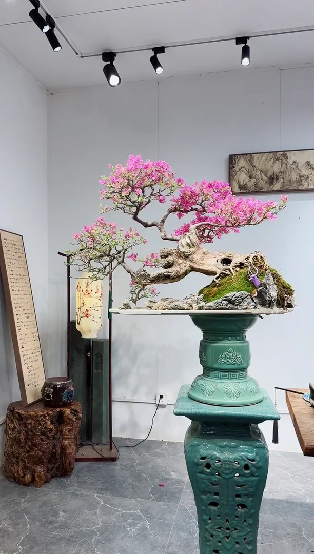 无花朵岁***.三角梅三角梅三角梅