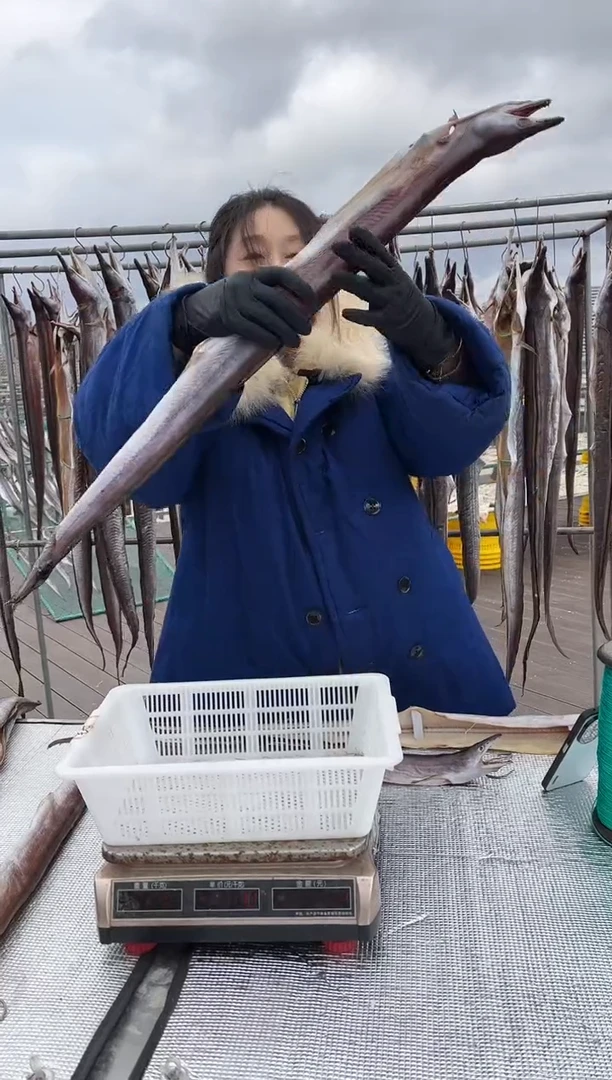 中国大陆1.6斤风鳗内港单拖