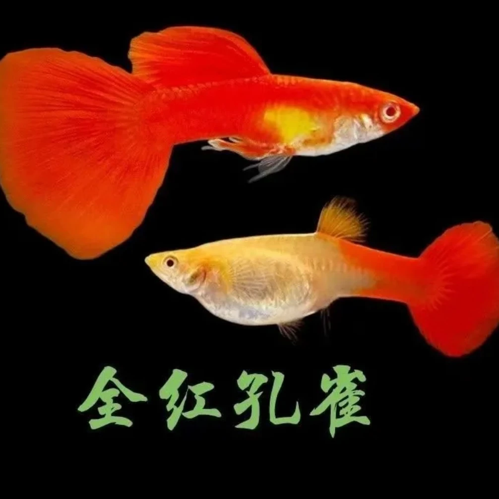 孔雀鱼全红孔雀鱼