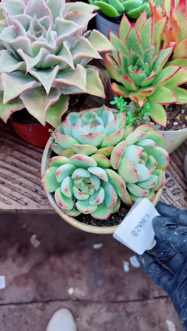 星*?13028多肉植物一物一拍