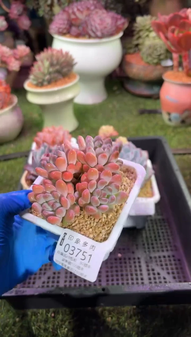 【闪购商品】03751