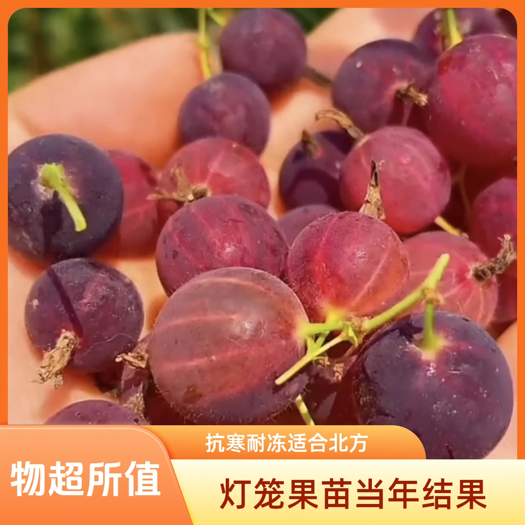 灯笼果树苗：当年栽当年结果东北抗寒品种零下40度