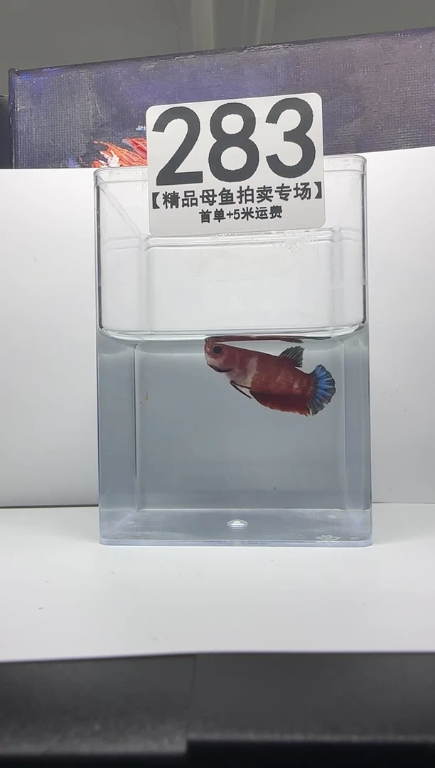 斗鱼母鱼编号：283