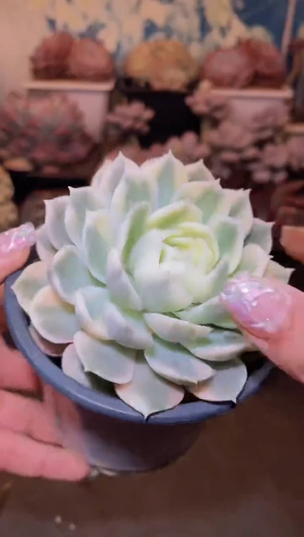 【闪购商品】286昂锦