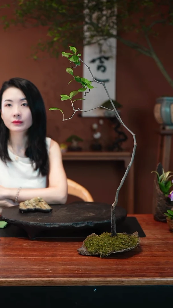 无花朵春花盆景盆景盆景