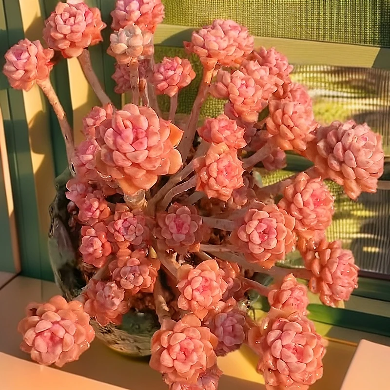 【粉布偶】优质多肉植物新手绿植盆栽好养室内室外