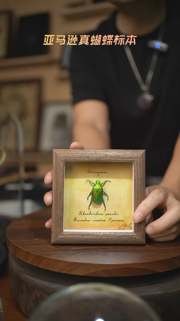 绿萝花金龟未展翅复古版4寸木纹方框