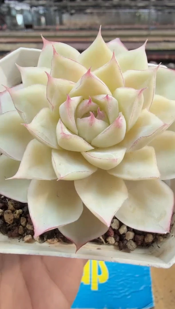 东云多肉园二店-594