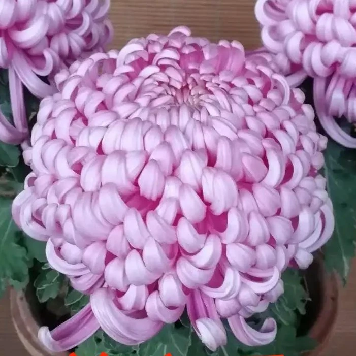 【粉国华】九月菊 菊花苗