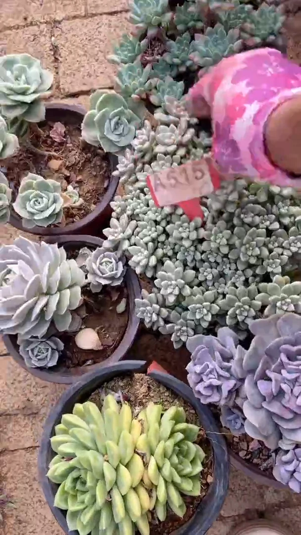 A515闪购清风花木兰多肉组合脱土发货
