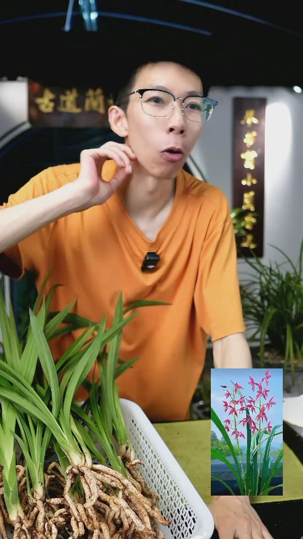 秋榜-喜洋洋(前垄单苗带芽)