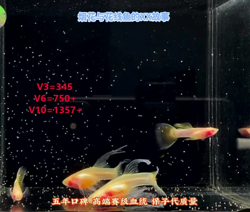 孔雀鱼新黄金幻彩白子压成绣球高端福利2对