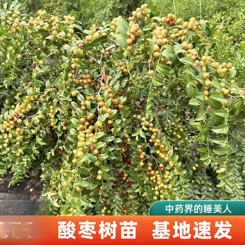 正宗酸枣树苗当年结果酸枣仁南方北方种植果树苗盆栽庭院地栽高产