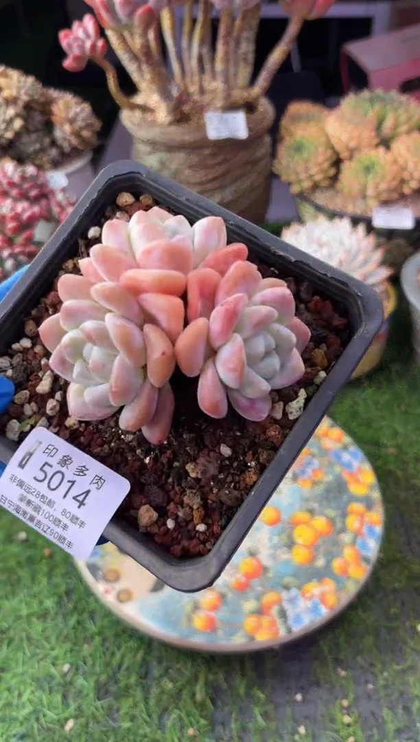 昆明印象多肉5014