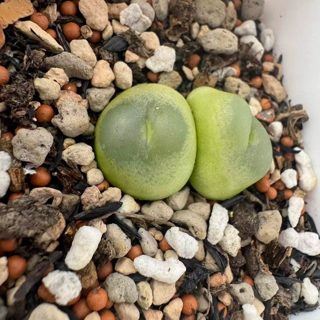 拉登肉锥5年以上母本株多肉植物室内桌面绿植