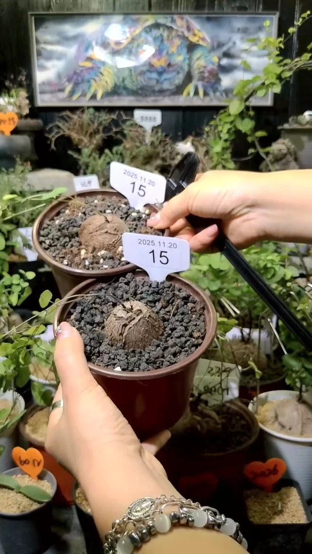 15号1120福利南非龟甲龙买一送一