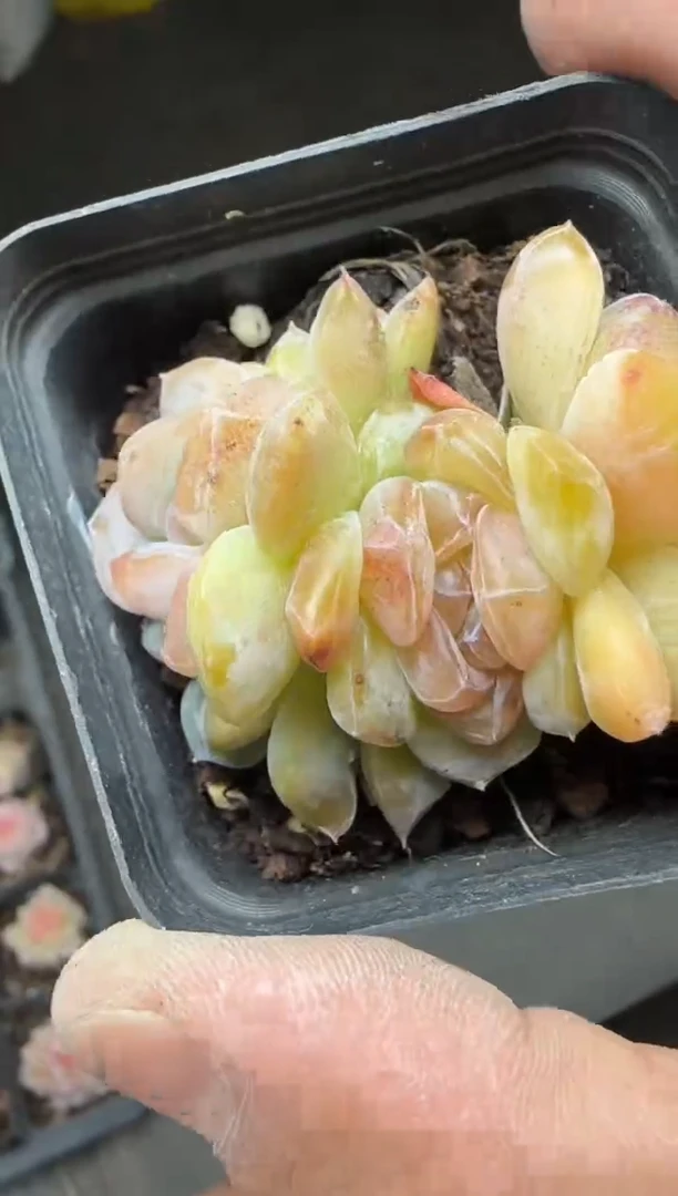 【闪购商品】一物一拍0214—273