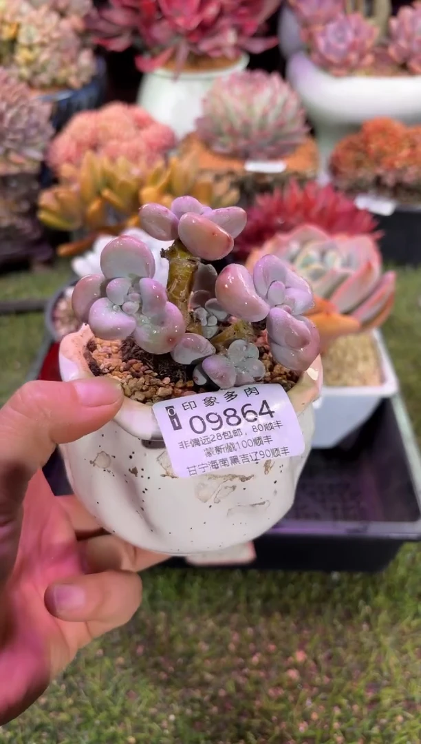 【闪购商品】09864