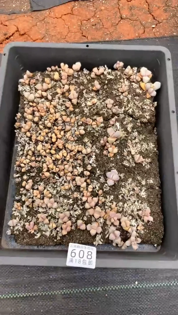 608特价魔玉框有疤瑕疵带土不带盆发货