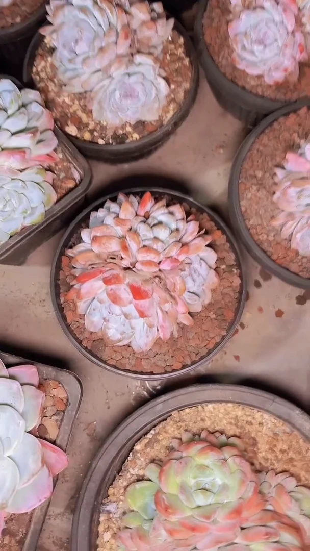 重****gA777橙子一物一拍